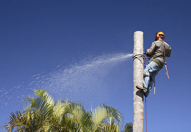 Best Tree Health Inspection  in Pottstown, PA