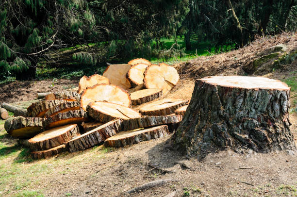 Pottstown, PA Tree Care Company